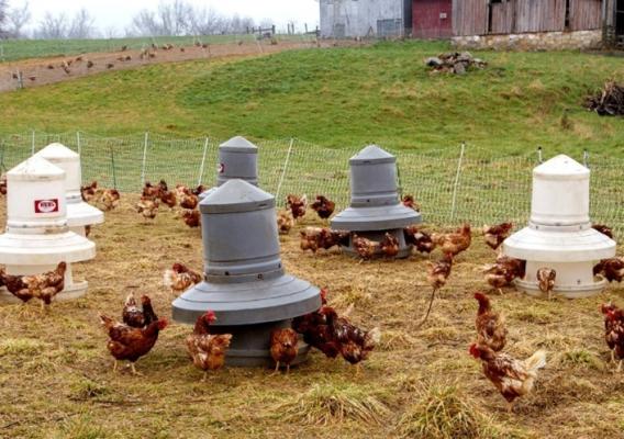 Chickens feeding in pen using plastic feeder bins