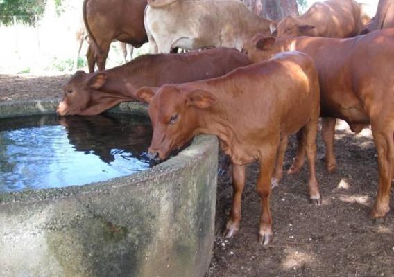 Cattle drinking water