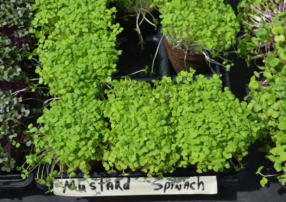 Overhead view of mustard and spinach plants