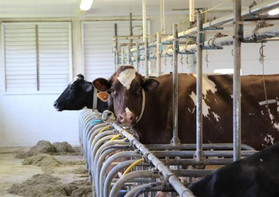 Cattle in milking pen