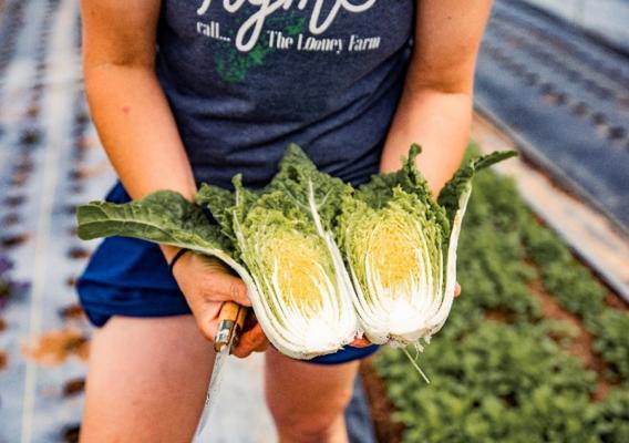 Person&#039;s hands holding cabbage cut in half