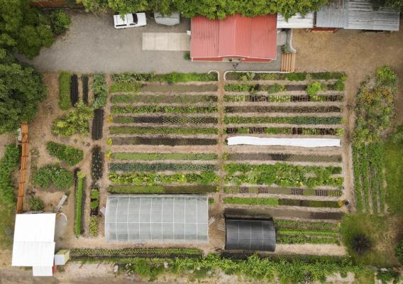 Aerial view of urban garden