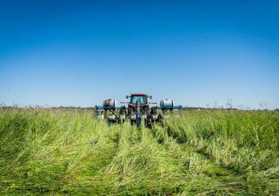 Tractor driving through field of high crops