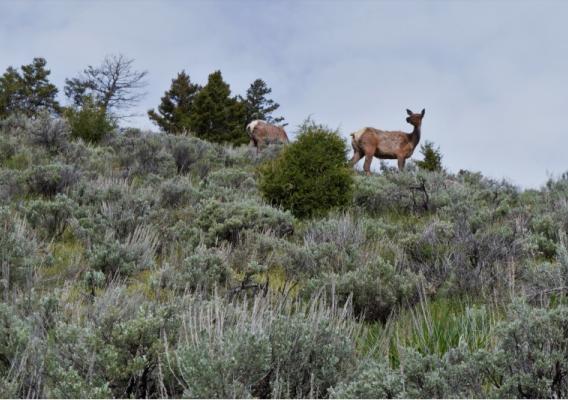 Cow elk standing on a hill with sage brush