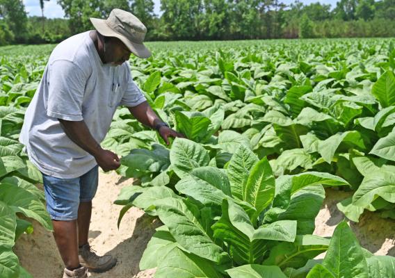 Person tending to tobacco