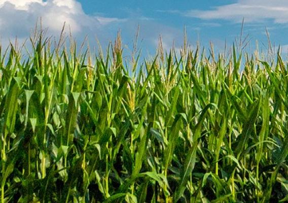 Corn field with blue sky