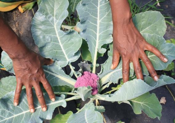 Hands widening leaves of cauliflower plant to show purple cauliflower