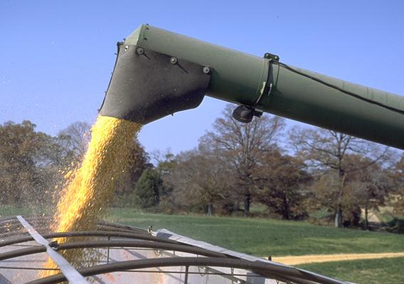 Grain pouring into truck