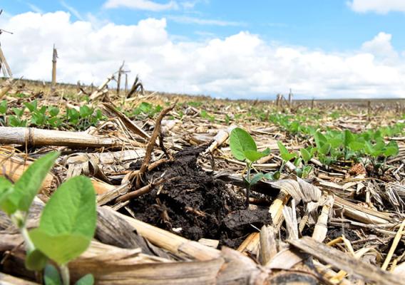 Dead crops laying in field