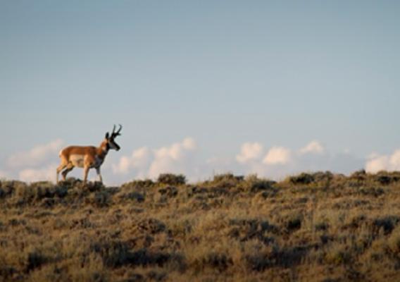 Antelope buck walking on a ridge