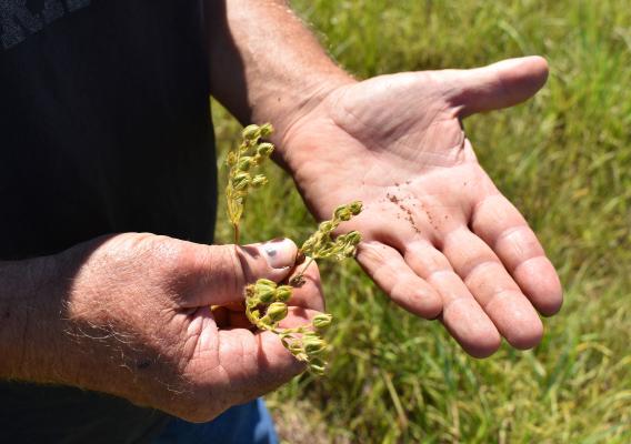 hands holding wildflower seeds