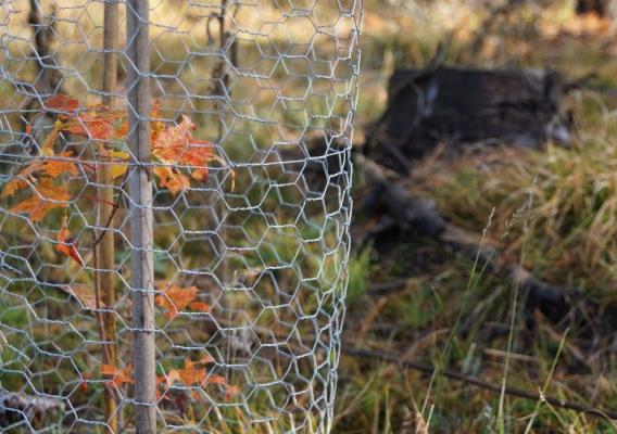 Tree sapling wrapped with chicken wire