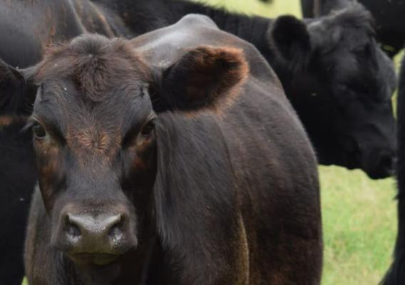 Herd of cattle