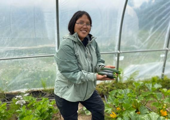 Person holding three zucchinis while standing in a high tunnel