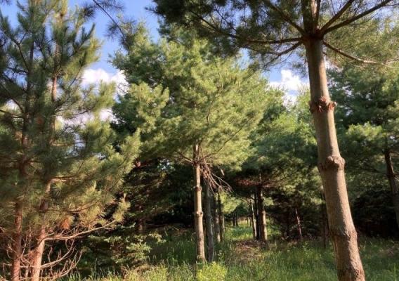 Pine trees in forest