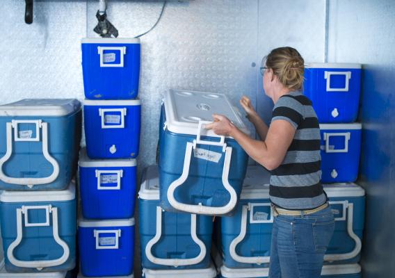 Person stacking blue and white coolers in cold storage room