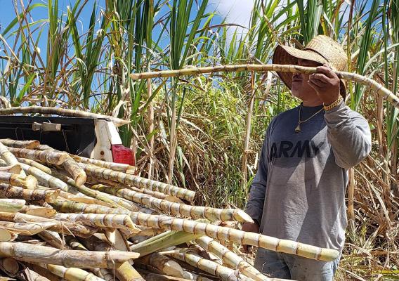 Person loading sugarcane into truck