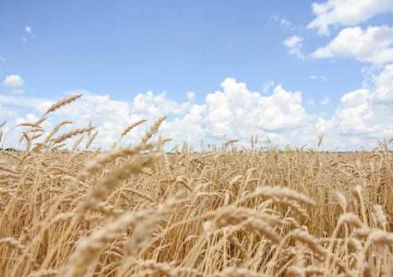 Wheat growing in field