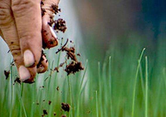 Hand dropping seeds in soil