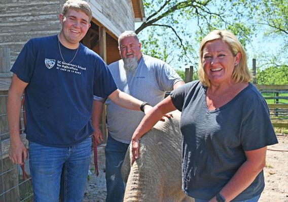 Three people petting cow