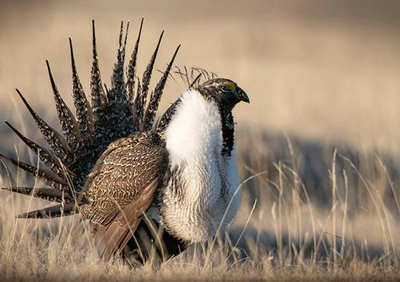 Sagegrouse with tail feathers fully extended
