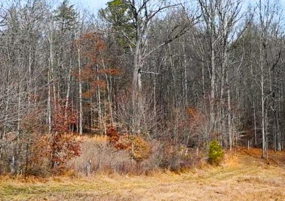 Trees in brush with Winter foliage