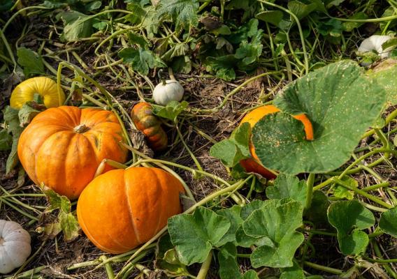 pumpkins on vines