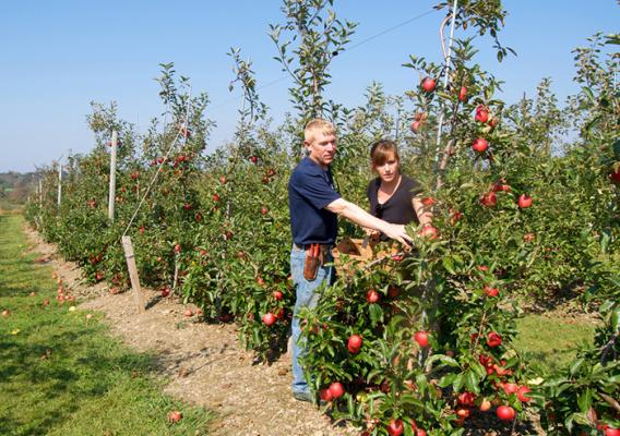 Two people examining trees