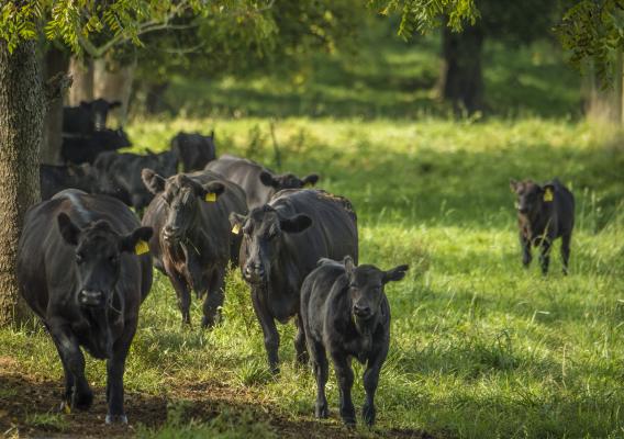 Cattle walking in field