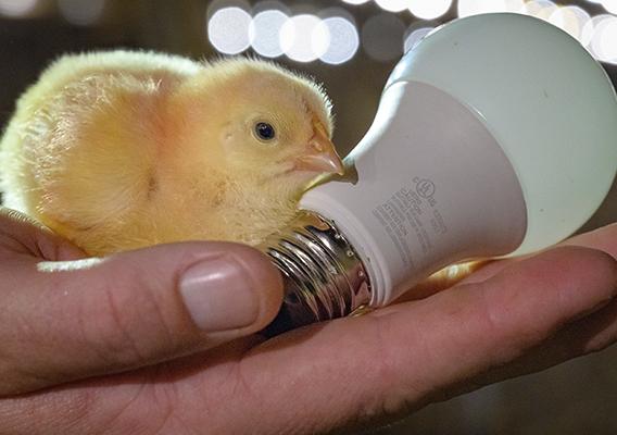 Baby chicken on a hand with a lightbulb