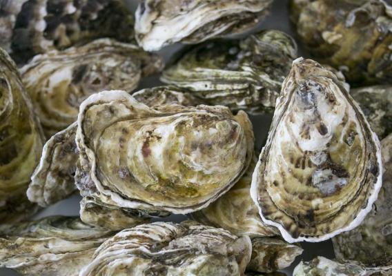 Oysters in a basket