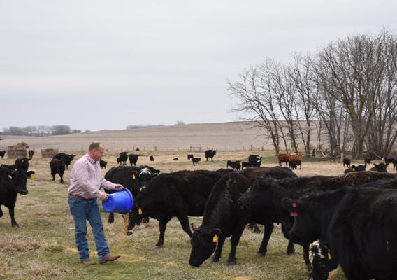 Person feeding cattle