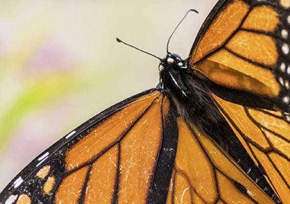 Monarch butterfly
