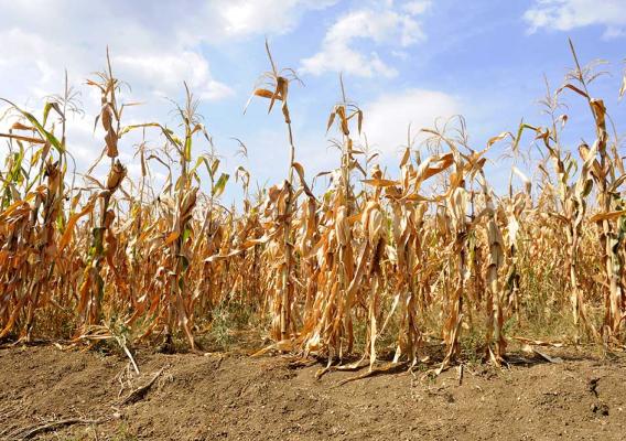 Dried cornstalks