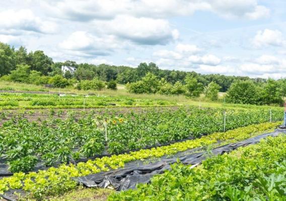 Crops in field