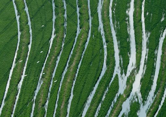 Aerial view of flooded crops