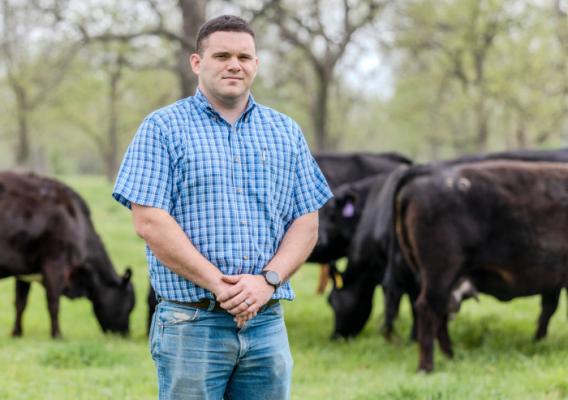 Person standing near cattle
