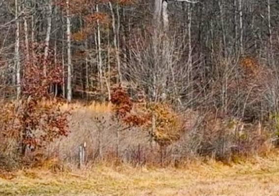 Trees in brush with Winter foliage