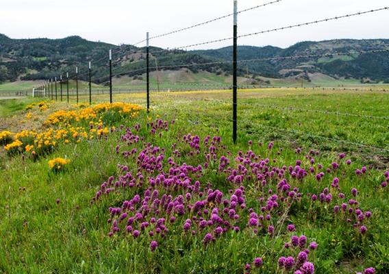 Field of wildflowers