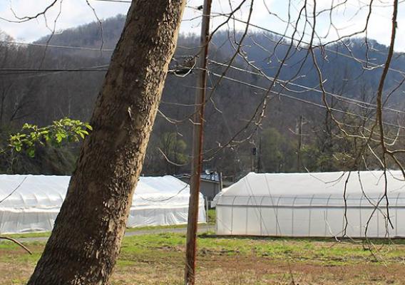 Field of high tunnels