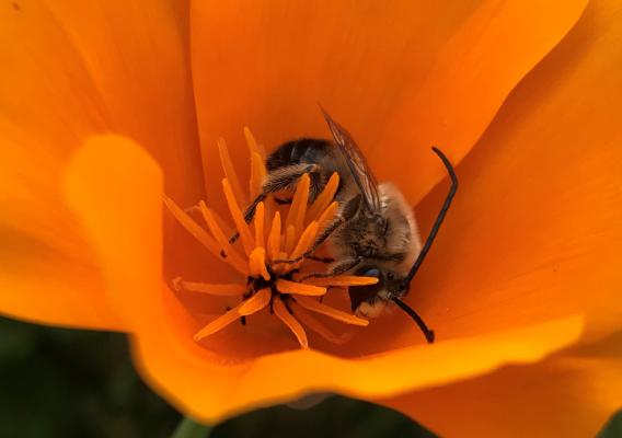 Honey bee pollinating a flower