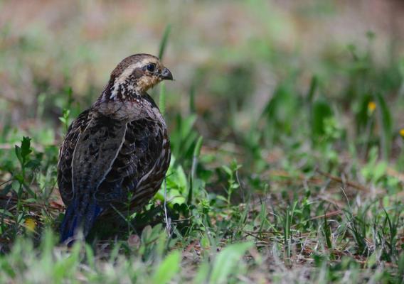 A bobwhite sitting in a field