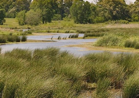 A wetland in Texas.