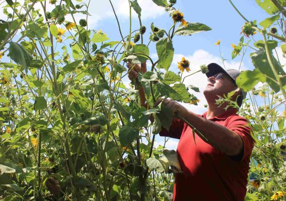 Donny Schneider inspecting his crops