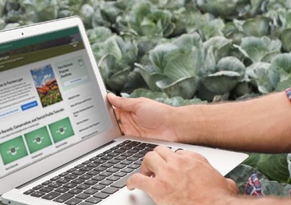 A person in a plaid shirt somewhat inexplicably uses a laptop to create a farmers.gov account while crouching among rows of cabbage