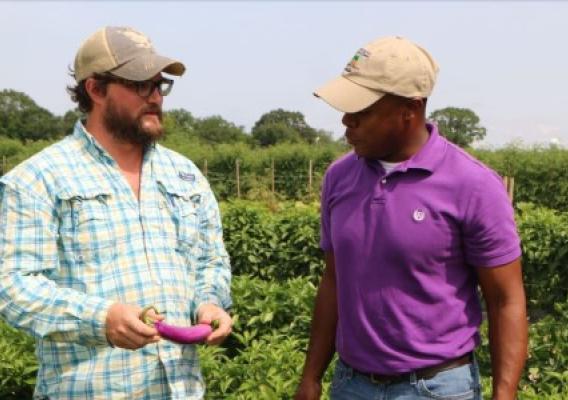 Two farmers inspect crops on a farm