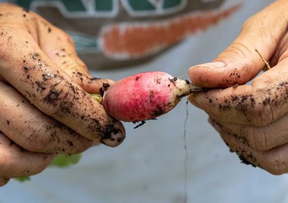 Hands holding a turnip