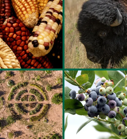Collage of images related to food, including corn, buffalo and grapes