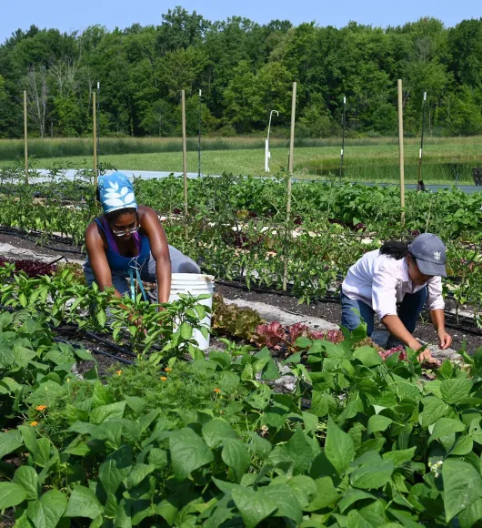 Two women bend down to work with produce