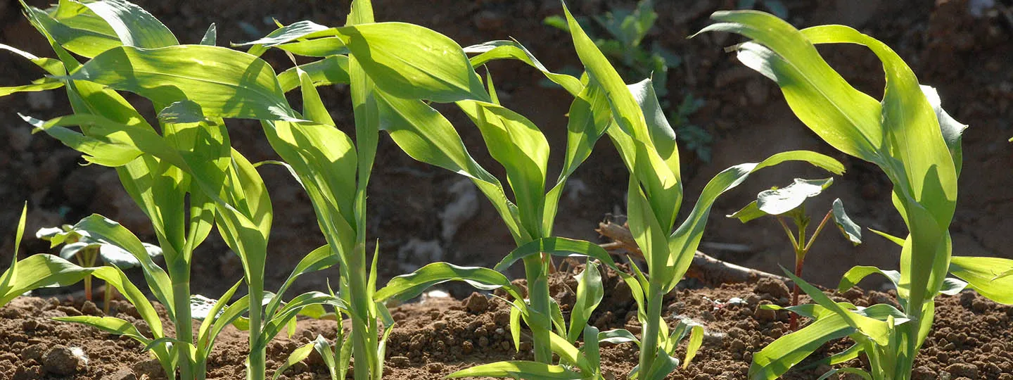 close up shot of green plants emerging from the ground